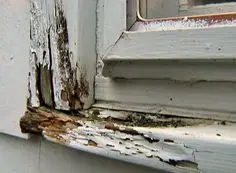 wood rot