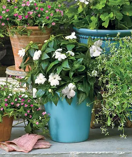 potted plants